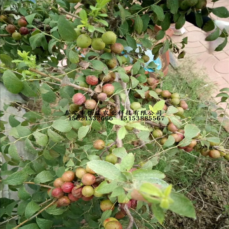 哪里有卖钙果苗的 钙果苗基地