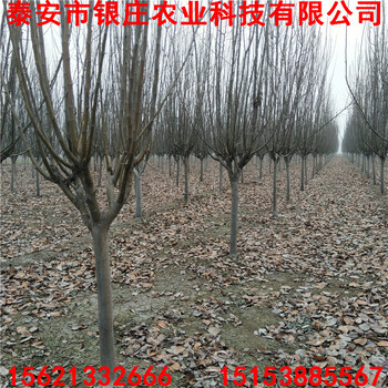 山東西府海棠批發(fā)西府海棠小苗多少錢一棵