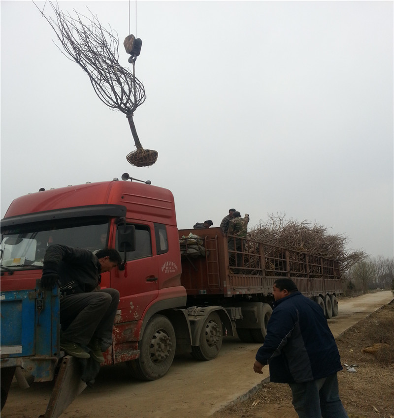 櫻花苗圃 櫻花樹種植