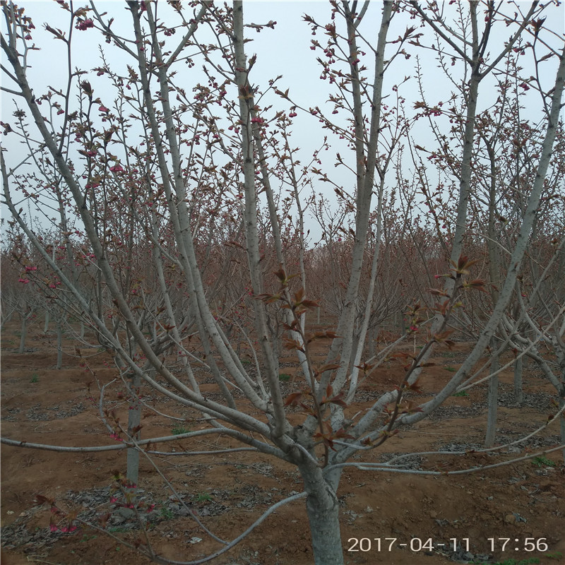 櫻花苗圃 櫻花樹種植