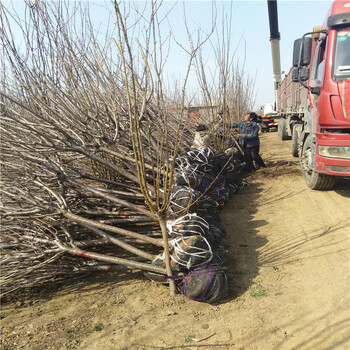 樱花苗圃基地樱花出售