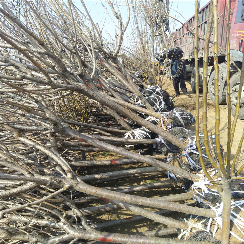 供應(yīng)櫻花苗 櫻花樹種植