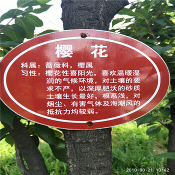 基地櫻花苗櫻花樹苗種植