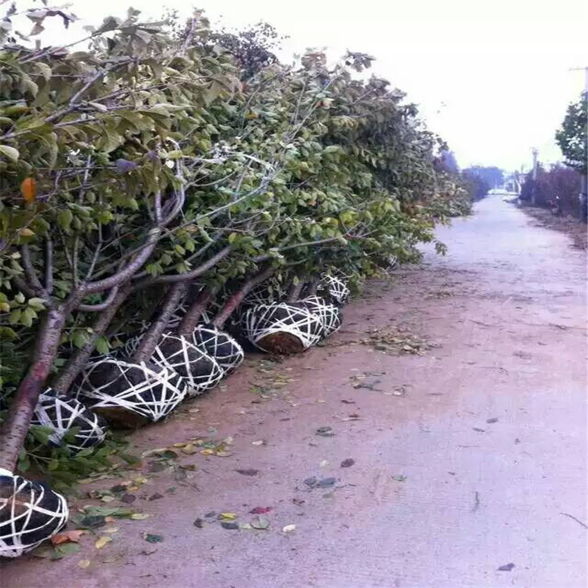 樱花苗圃基地 樱花出售