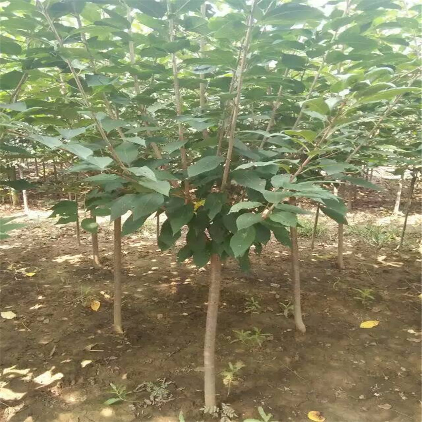 供應(yīng)櫻花苗 櫻花樹種植