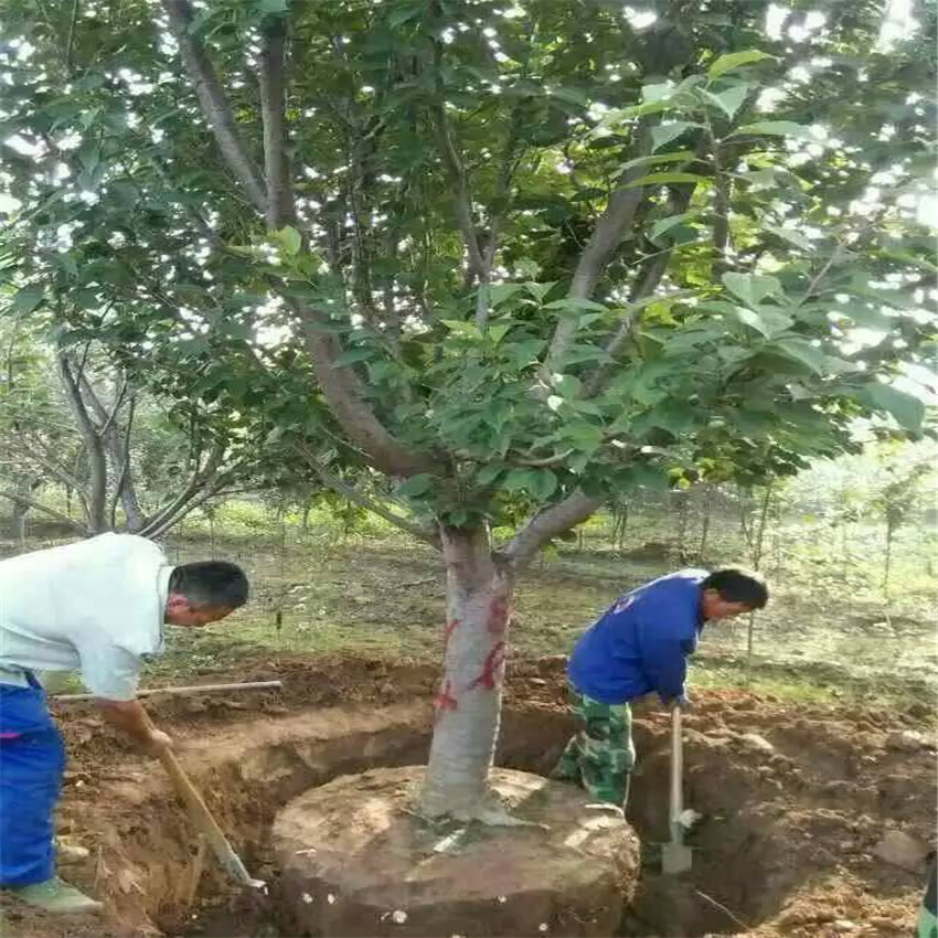 櫻花苗木供應 櫻花樹圖片
