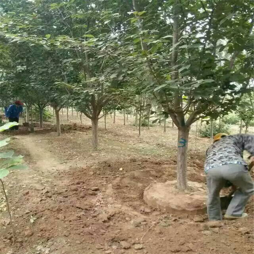 櫻花苗木供應(yīng) 櫻花種植