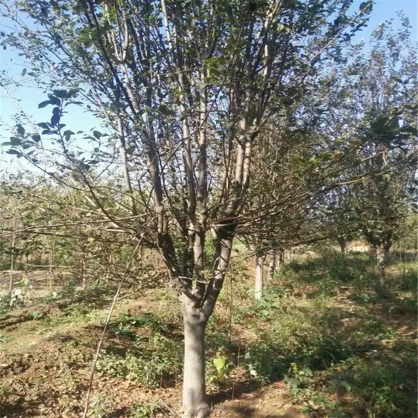 基地樱花苗 樱花价格