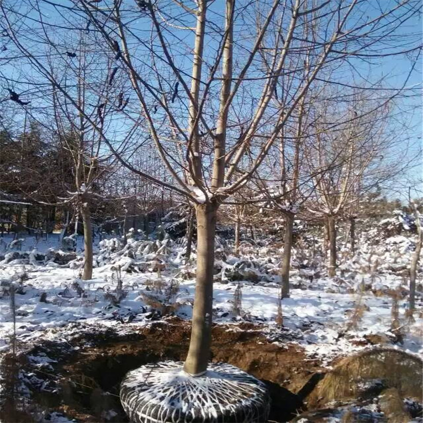 基地櫻花苗 櫻花樹苗種植