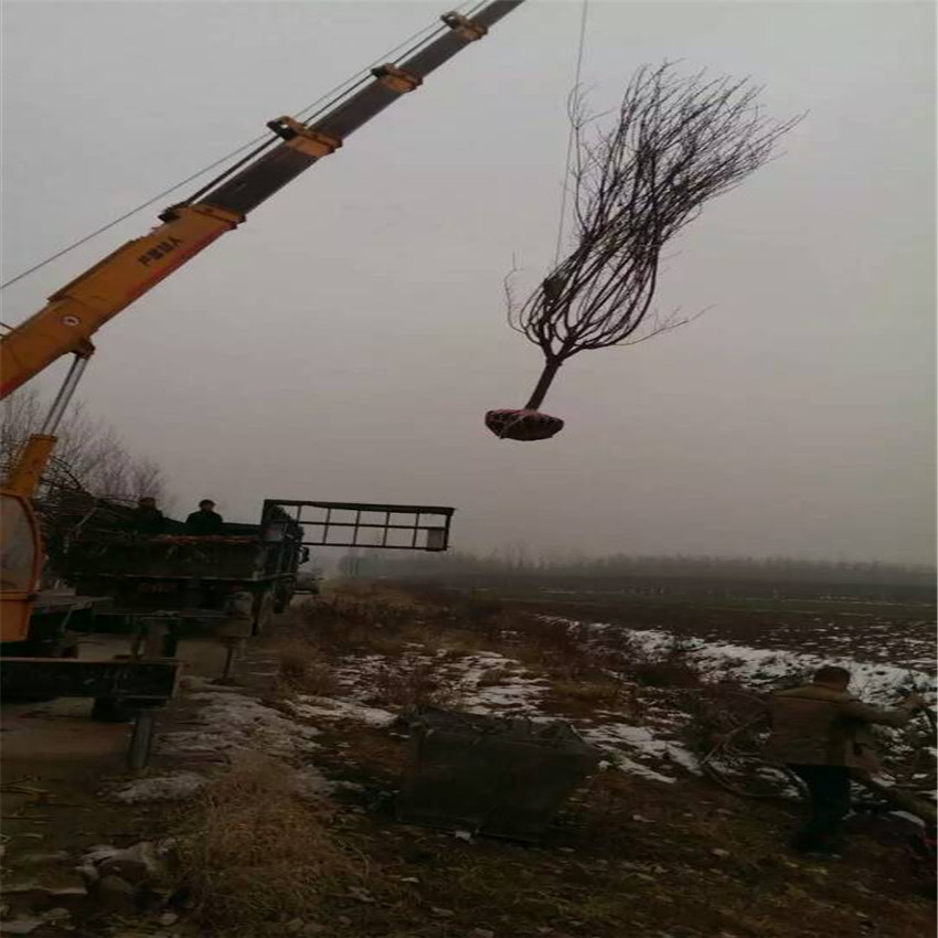 櫻花苗圃 櫻花樹種植