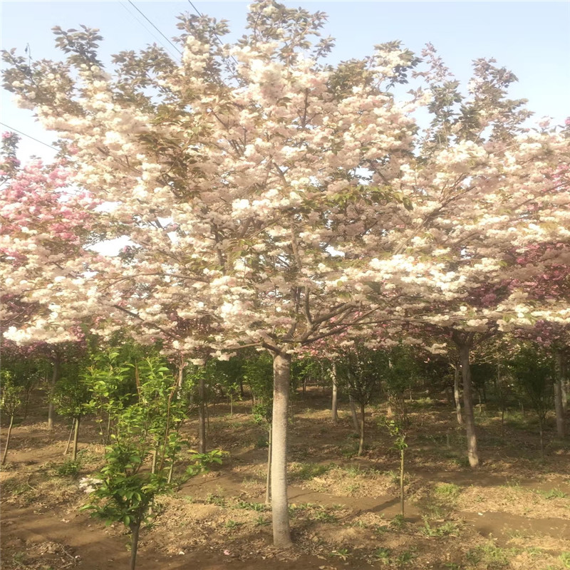 櫻花苗供應(yīng)價格 櫻花樹苗報價
