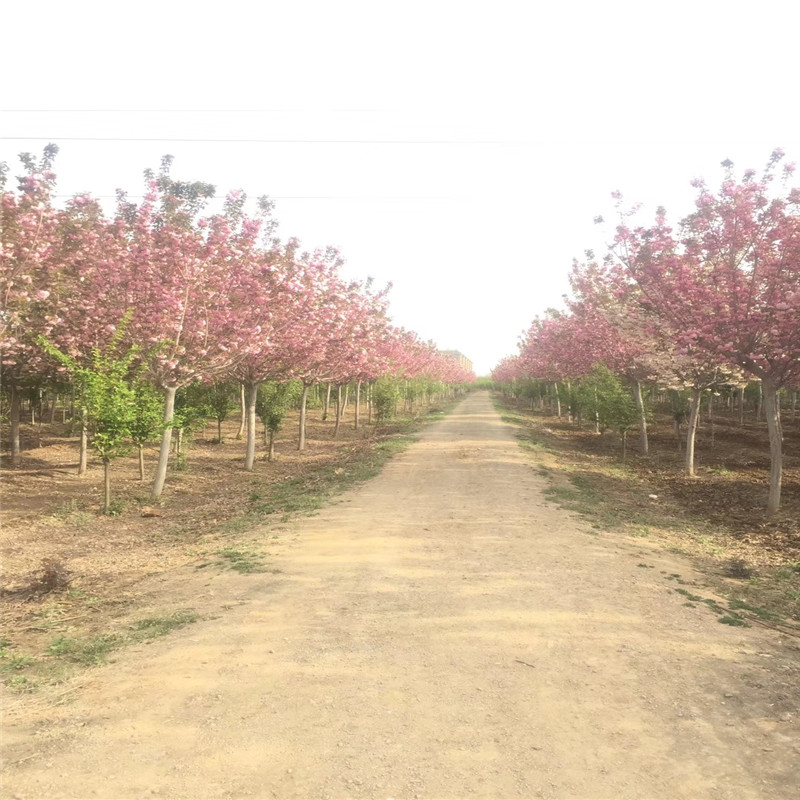 基地櫻花苗 櫻花樹苗種植