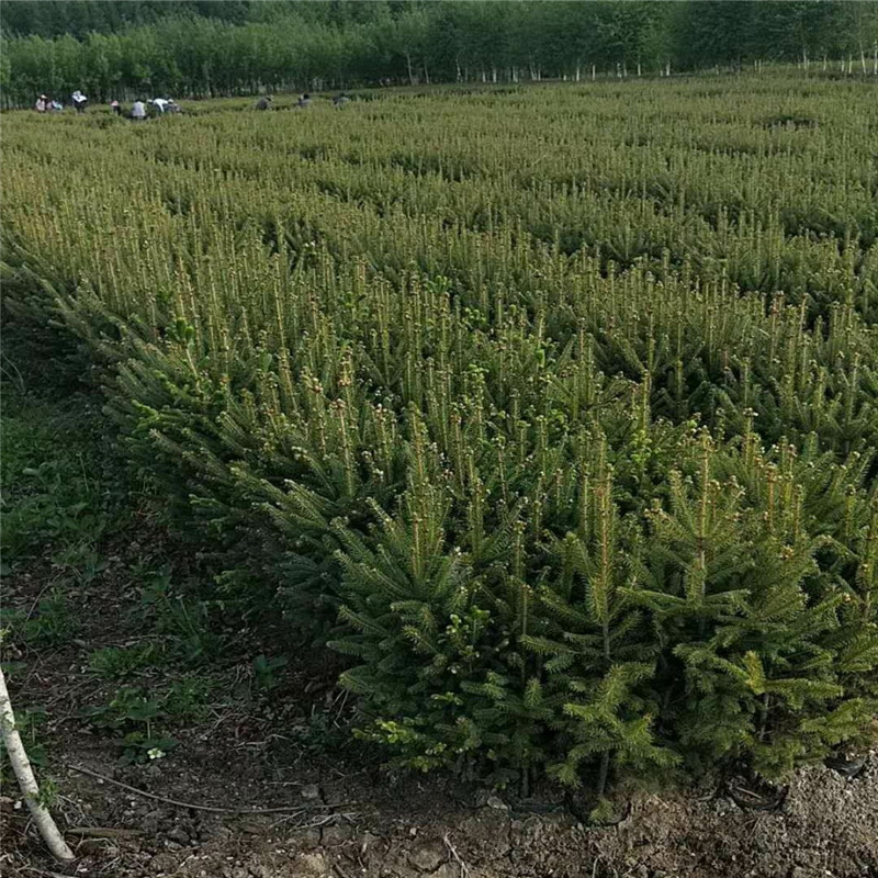 基地常年出售云杉云杉树苗价格甘肃云杉种植云杉苗图片甘肃批发云杉