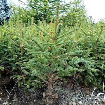 甘肅云杉種植云杉苗多少錢一棵
