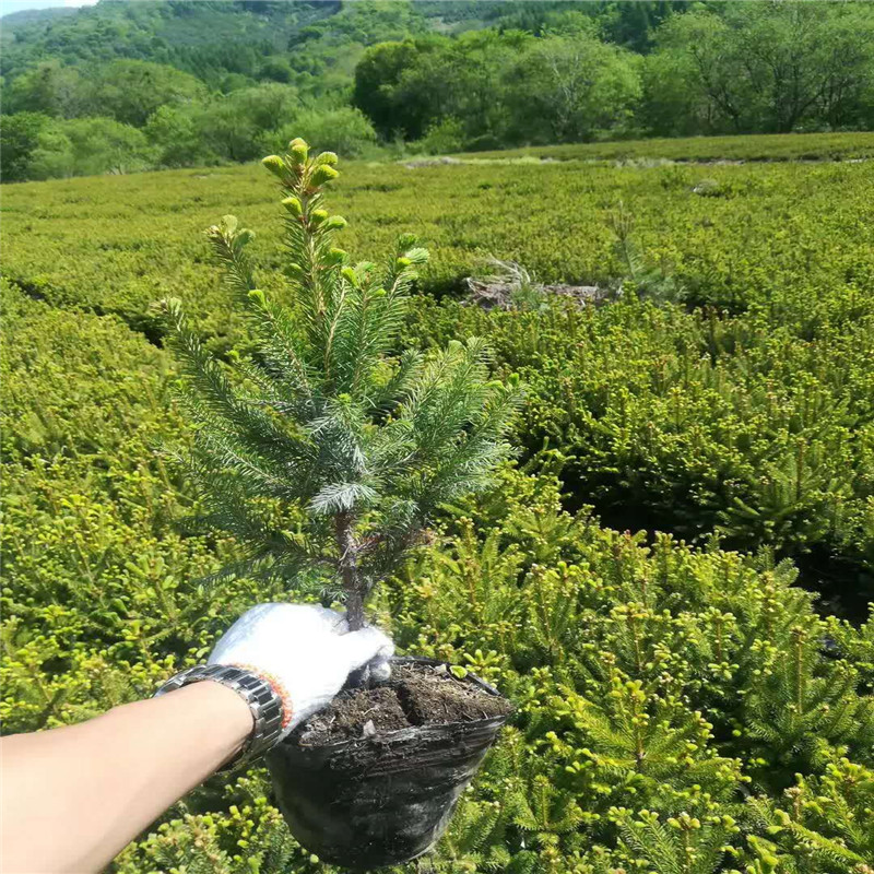 基地常年出售云杉云杉苗批发