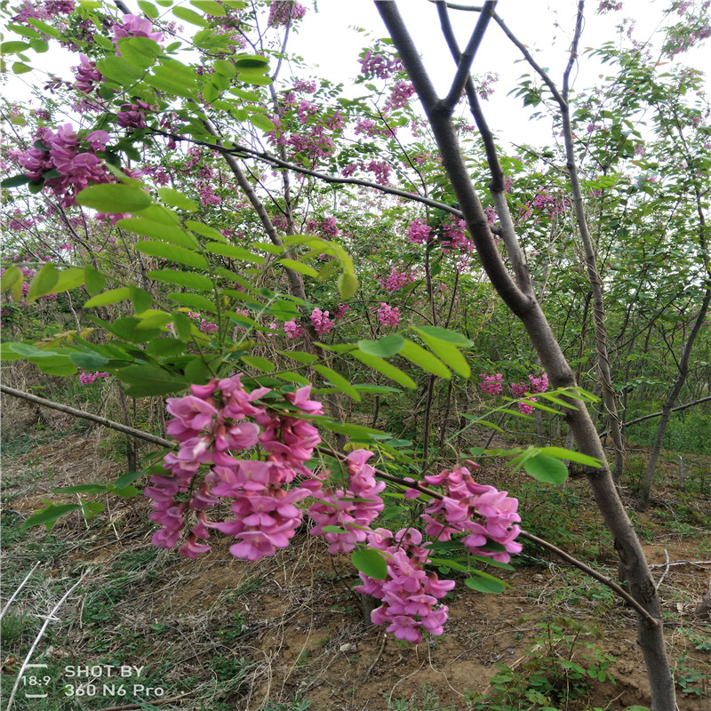 常年批发绿化苗香花槐 香花槐小苗多少钱