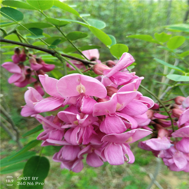 常年批發(fā)綠化苗香花槐 香花槐樹苗報價