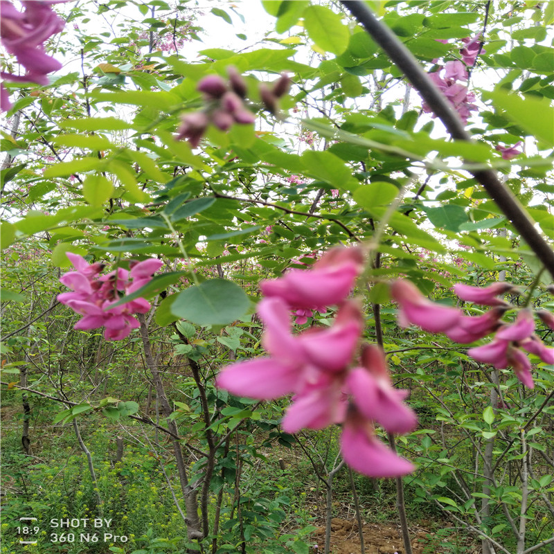 山東香花槐  香花槐樹(shù)苗批發(fā)