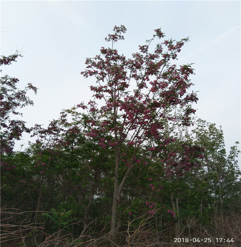 基地香花槐 3公分香花槐圖片