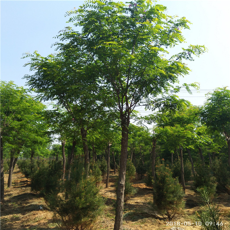 哪里出售香花槐 香花槐树苗价格