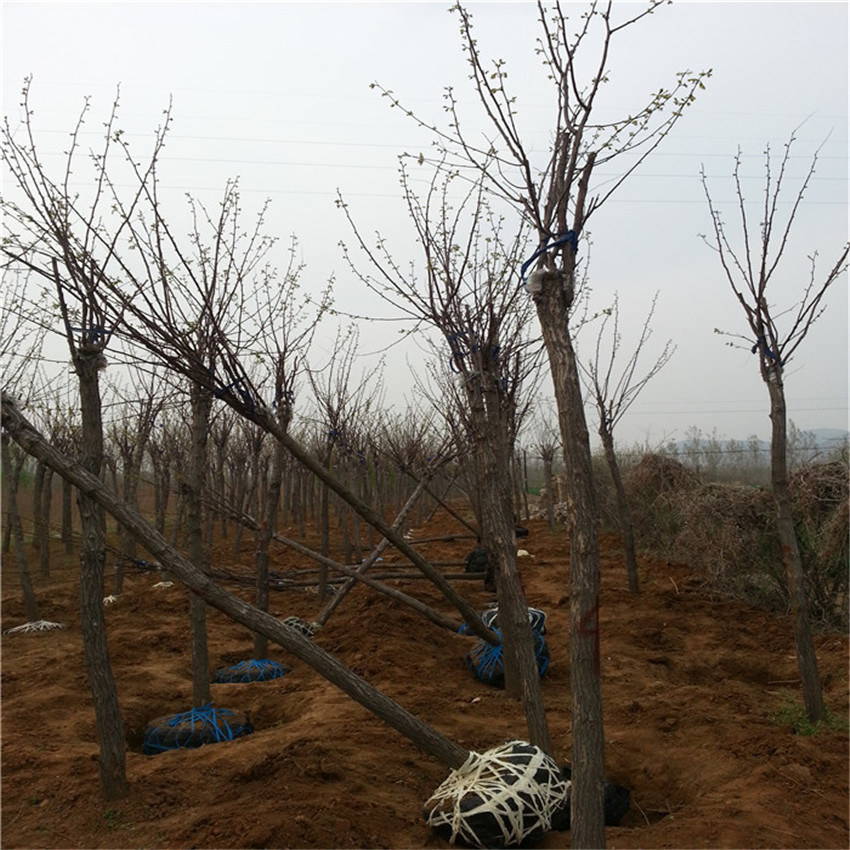 香花槐多少钱一株 香花槐树苗价格