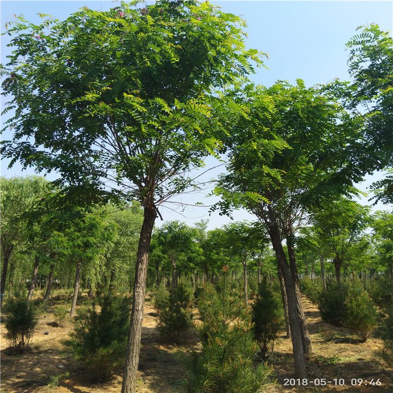 3公分香花槐价格香花槐树苗图片