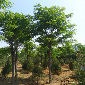 山東香花槐香花槐小苗批發(fā)