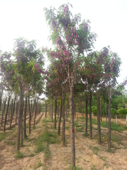 常年批发绿化苗香花槐香花槐树苗图片