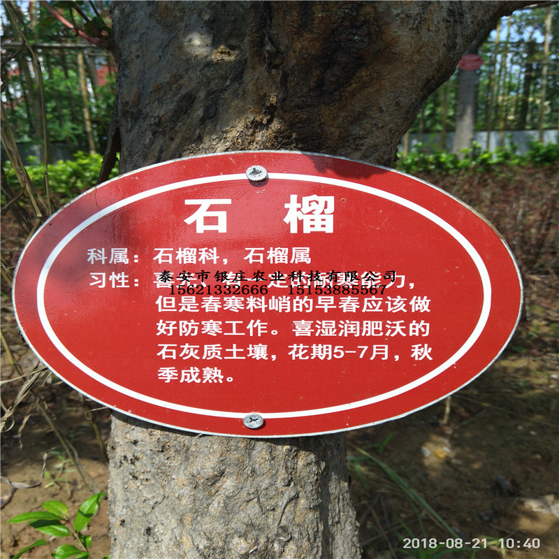 廣州突尼斯軟籽石榴、軟籽石榴樹苗畝產(chǎn)量