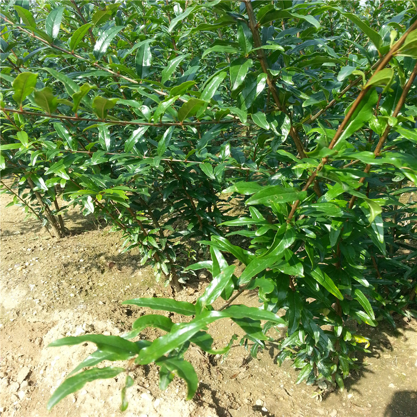 突尼斯软籽石榴苗产地山东软籽石榴树苗出售
