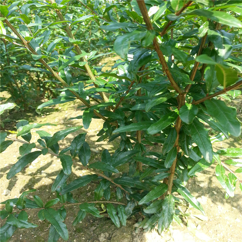 廣東突尼斯軟籽石榴、軟籽石榴樹苗哪里產(chǎn)