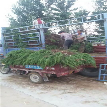 苗圃出售小龍柏 25公分 30公分龍柏苗