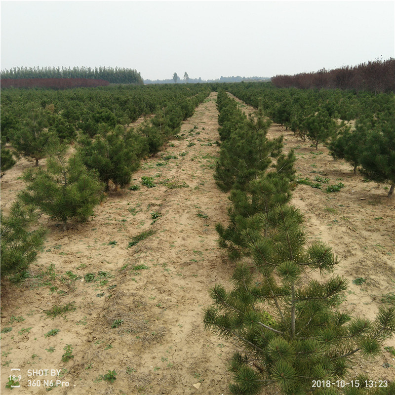 西安白皮松小苗多少钱 白皮松基地