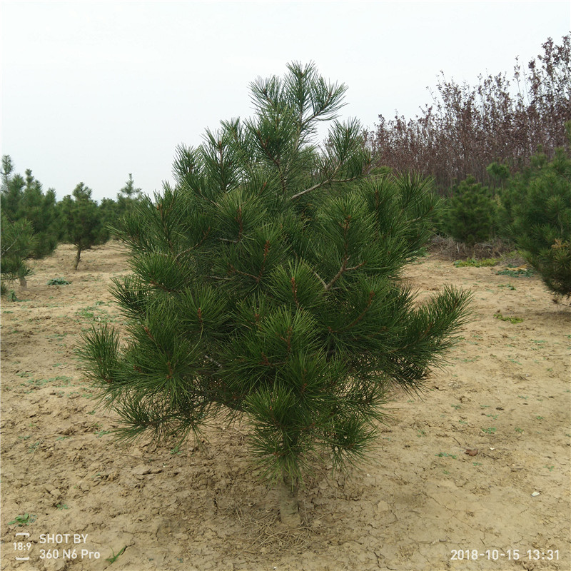 白皮松小苗品種 白皮松種植技術(shù)