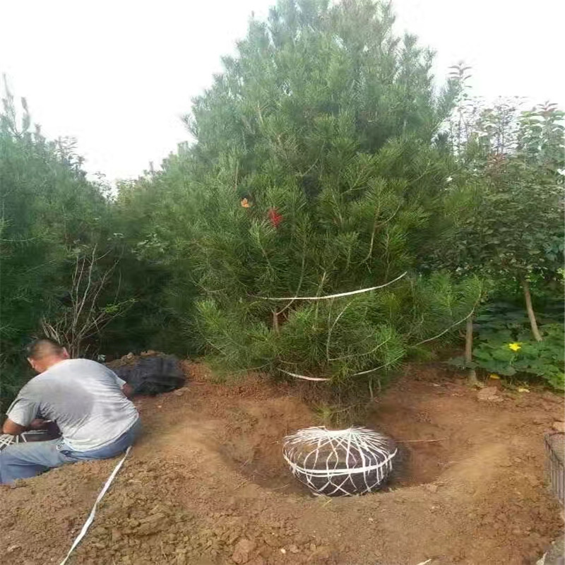 白皮松  白皮松苗種植