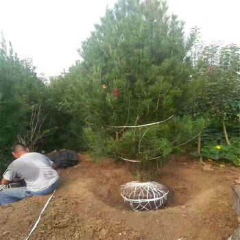 哪里有白皮松小苗多少錢一棵白皮松種植技術(shù)