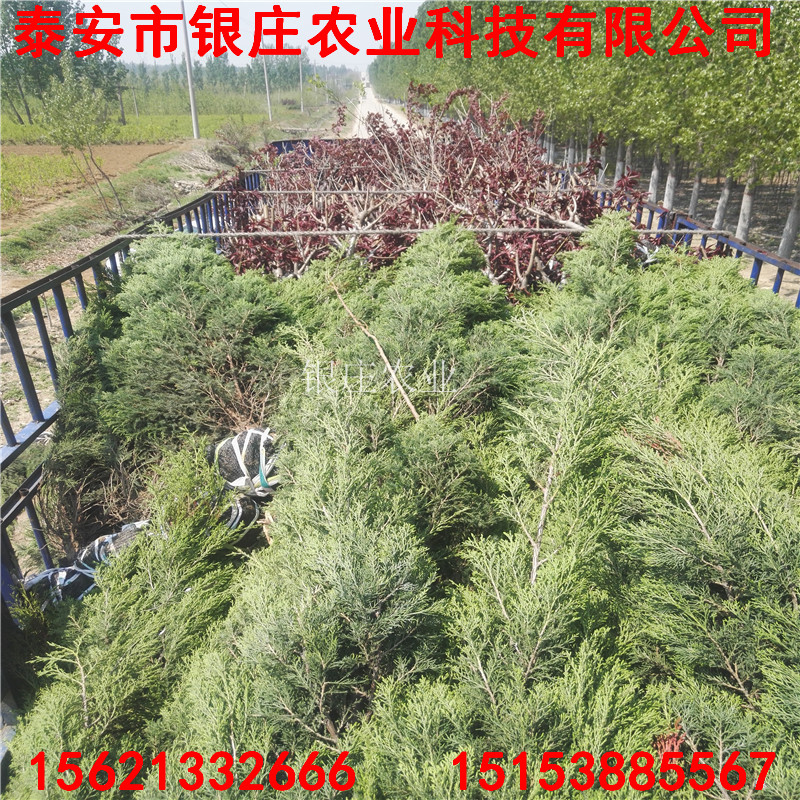 綠化工程苗蜀檜 哪里有蜀檜種植