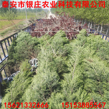 蜀桧小苗价格绿化工程苗蜀桧