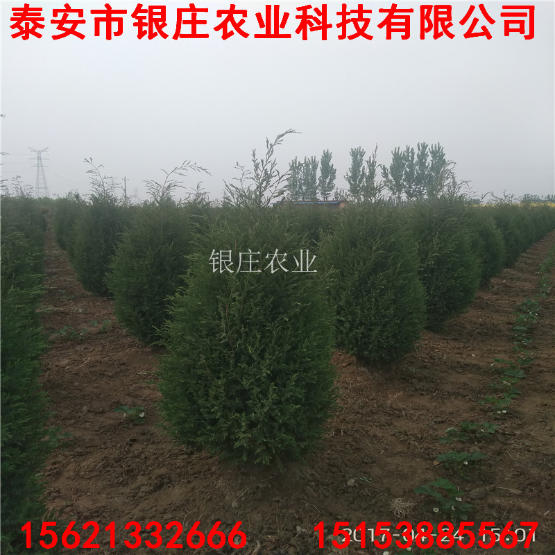 綠化工程苗蜀檜 蜀檜小苗多少錢一棵