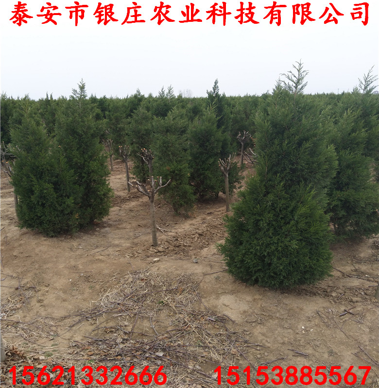 山東蜀檜2米高蜀檜種植