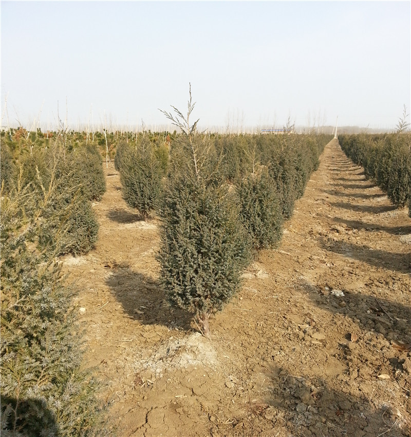 山東蜀檜2米高蜀檜種植