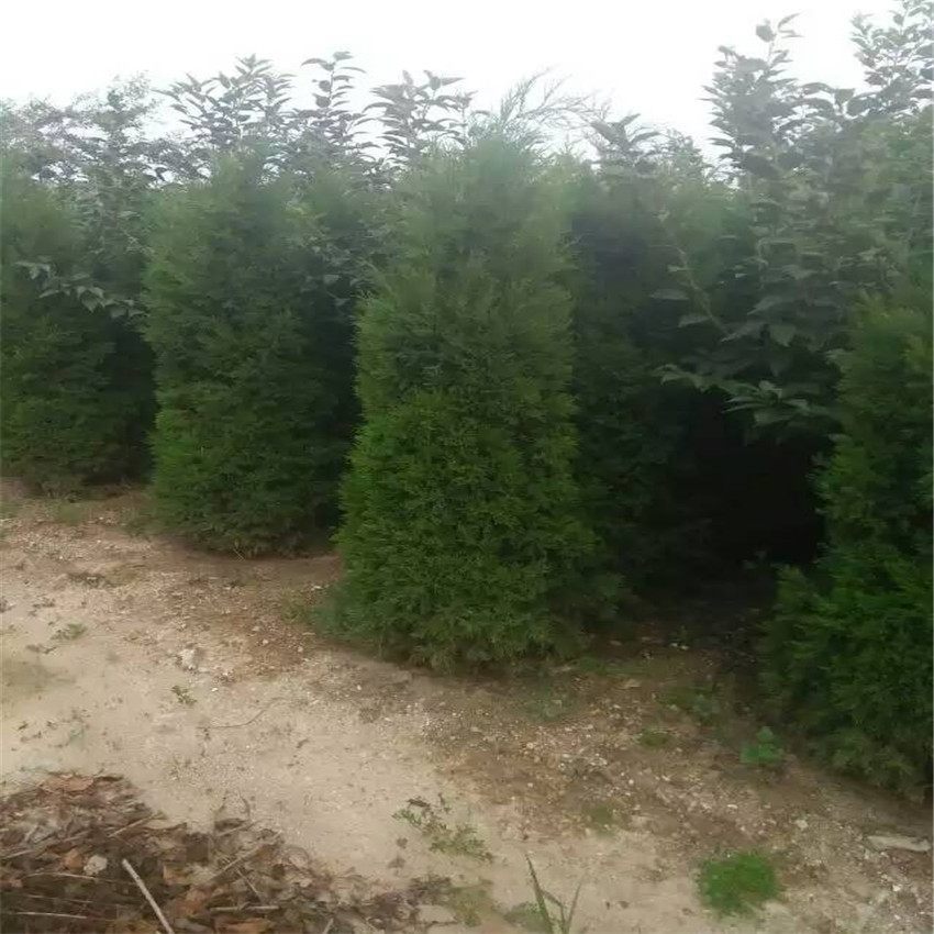 苗圃出售蜀檜哪里有蜀檜批發(fā)