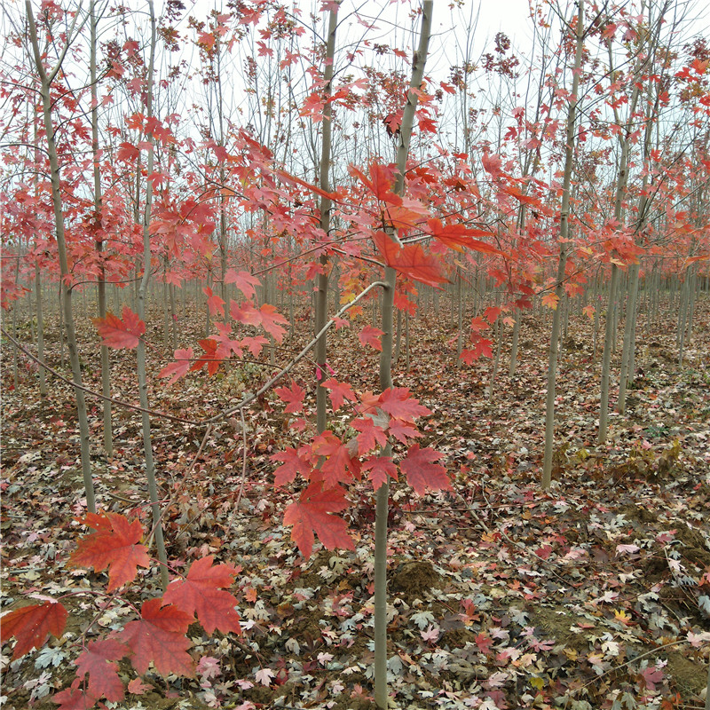 美國(guó)紅楓樹苗種植方法出售美國(guó)紅楓