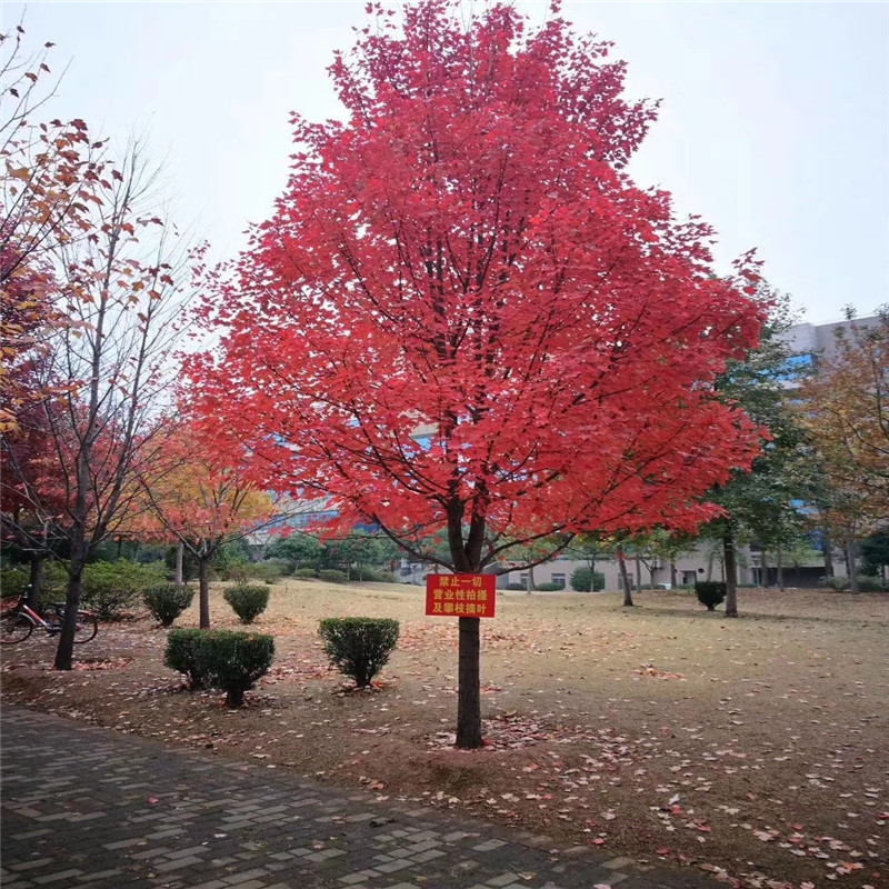 供應(yīng)美國(guó)紅楓十月光輝 自產(chǎn)自銷美國(guó)紅楓