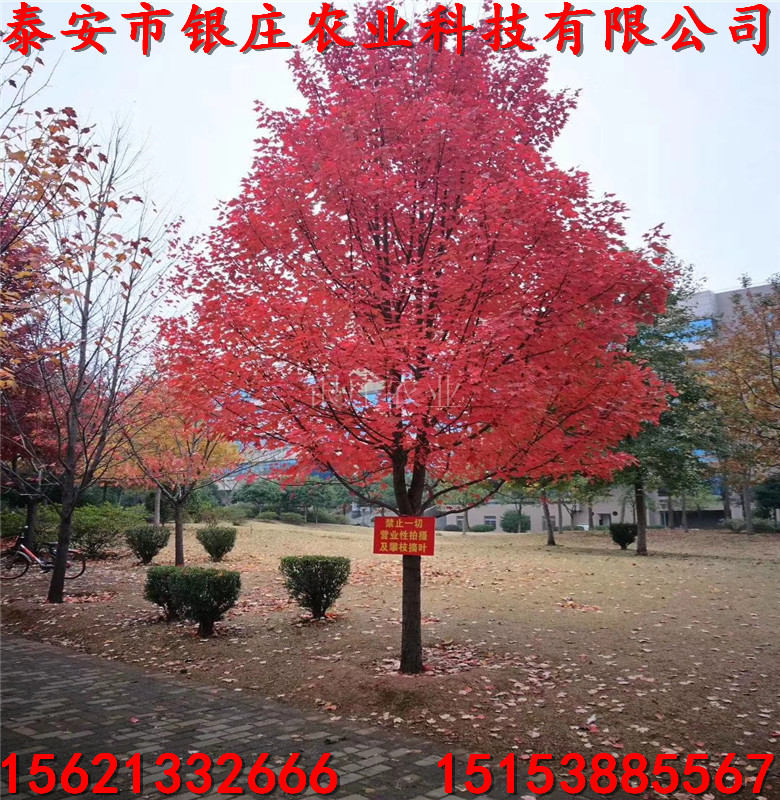 美國(guó)紅楓苗品種出售美國(guó)紅楓