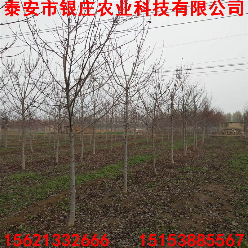 美國(guó)紅楓樹苗種植方法出售美國(guó)紅楓