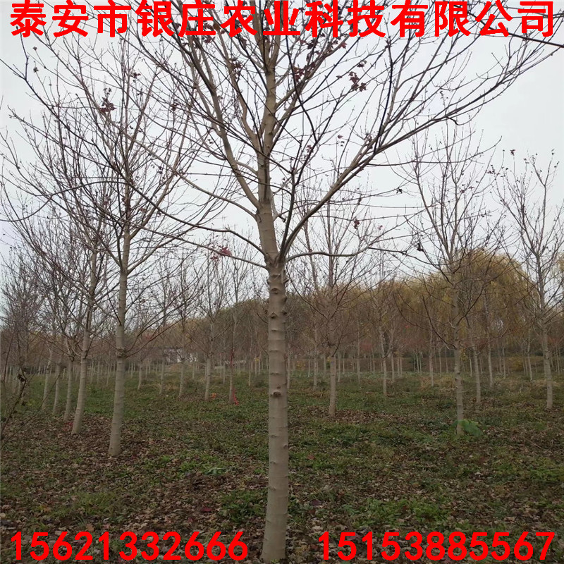 9公分美國(guó)紅楓批發(fā) 自產(chǎn)自銷美國(guó)紅楓