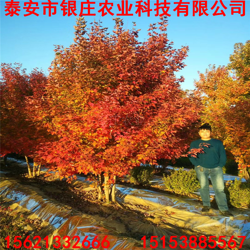 美國(guó)紅楓樹(shù)基地報(bào)價(jià) 銀莊苗木美國(guó)紅楓