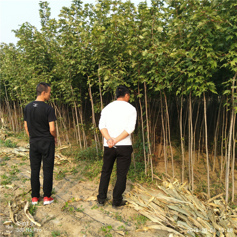 美國紅楓樹苗價(jià)格 出售美國紅楓