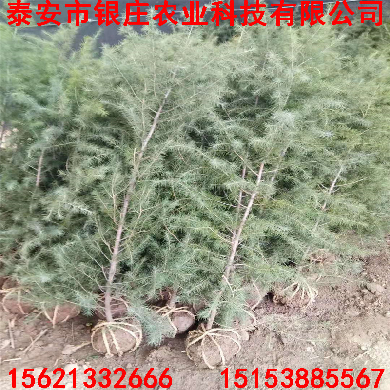 哪里有雪松樹苗 8米雪松現(xiàn)貨供應(yīng)